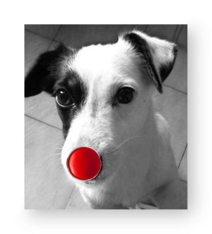 Mimmo Iacopino Chimere fotografia velluto raso estroflesso Jack Russel