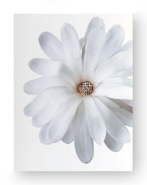 Mimmo Iacopino Chimere fotografia velluto raso estroflesso fiore