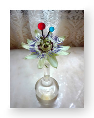 Mimmo Iacopino Chimere fotografia velluto raso estroflesso passiflora