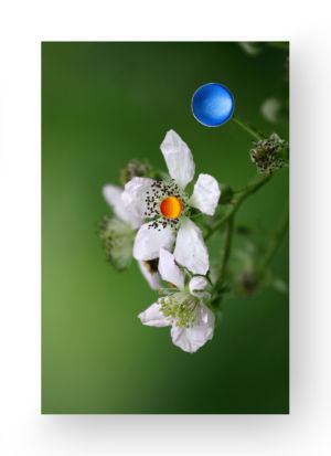 Mimmo Iacopino Chimere fotografia velluto raso estroflesso ramo fiorito