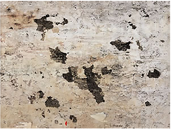 A galla di Mimmo Rotella